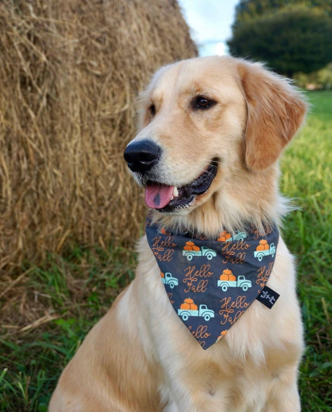 Hello Fall Dog Bandana