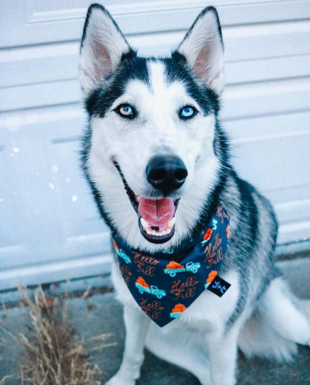 Hello Fall Dog Bandana