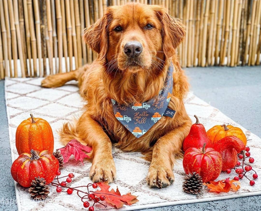 Hello Fall Dog Bandana