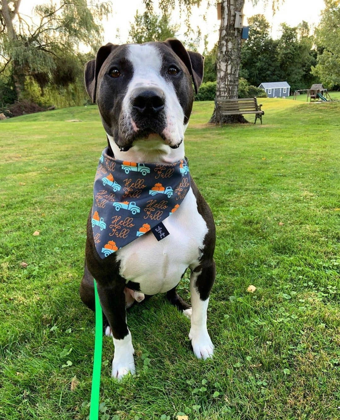 Hello Fall Dog Bandana