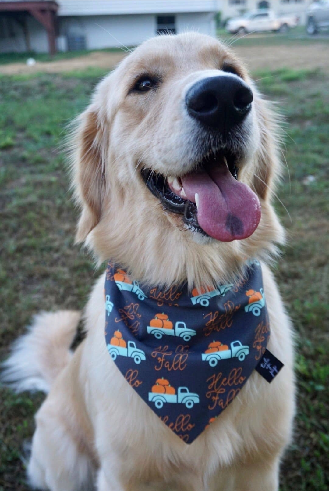 Hello Fall Dog Bandana