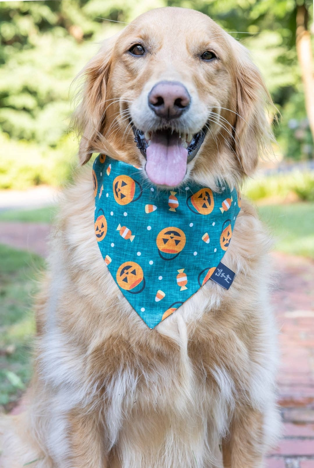 Pumpkin Dog Bandana