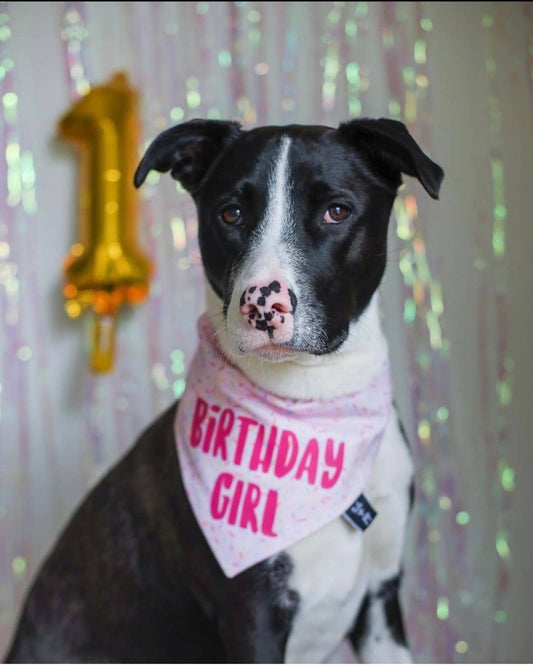 Birthday Girl Dog Bandana