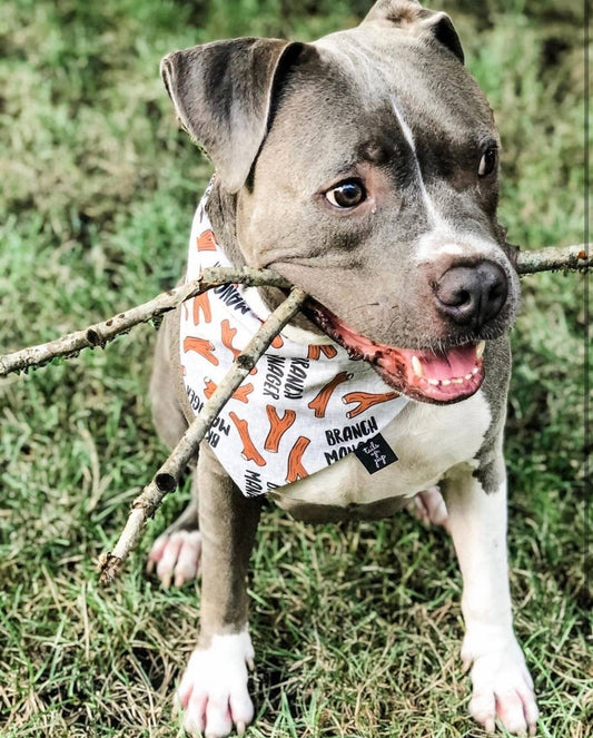 Branch Manager Dog Bandana